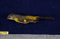 藏品(灰喉山椒鳥)的圖片